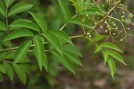 Common or Sweet Elder-berry picture