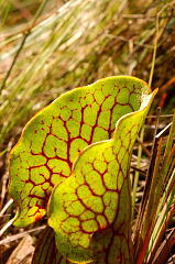 Pitcher Plant Blossom