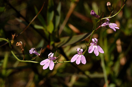 Canby's Lobelia picture