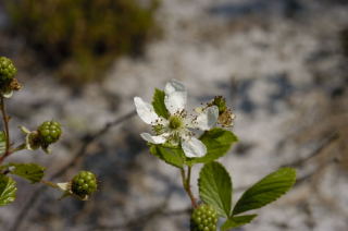 Sand Blackberry picture