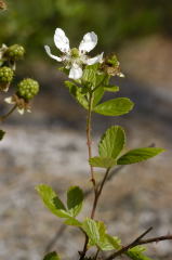 Sand Blackberry picture