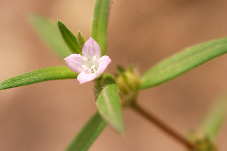 Rough Buttonweed picture