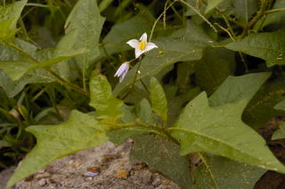 Sand Blackberry picture