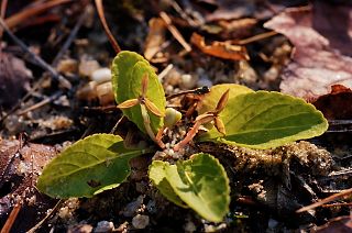 Primrose-leaved Violet picture