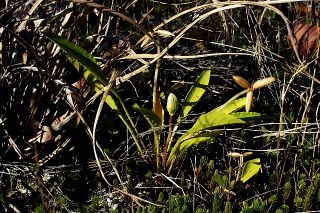 Primrose-leaved Violet picture