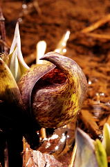 Skunk Cabbage