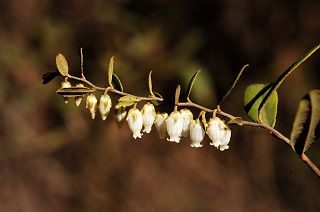 Leatherleaf picture