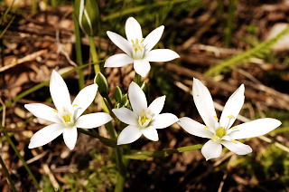 Star-of-Bethlehem picture