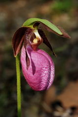 Pink Lady's Slipper