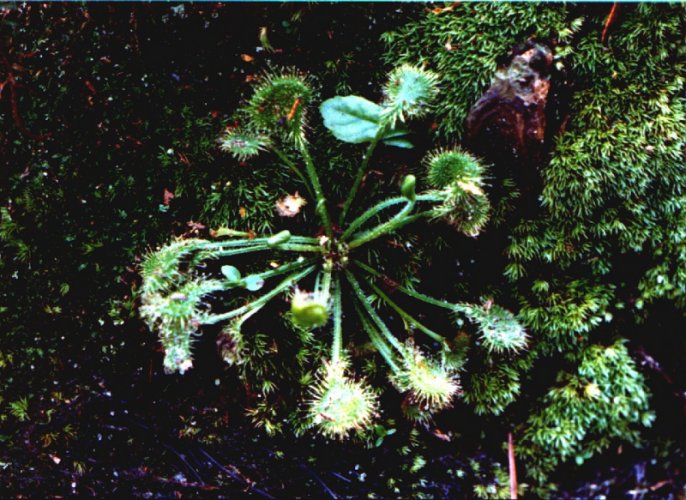 Round-leaved Sundew picture