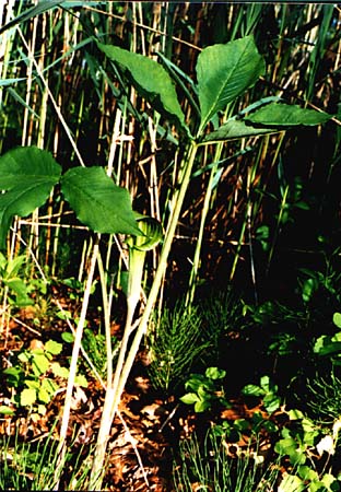 Common Horsetail picture