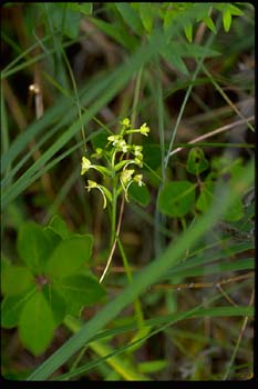 Green Woodland Orchid picture