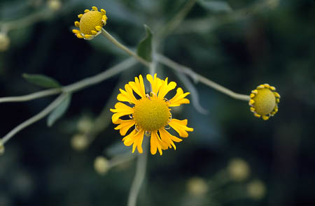 Sneezeweed picture