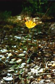 Frostweed picture