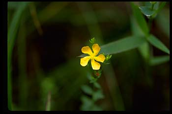 Coppery St. John's-wort picture