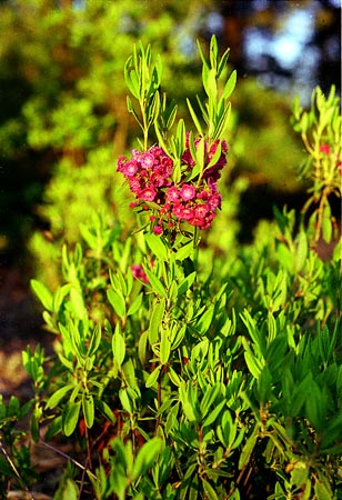 Sheep Laurel picture