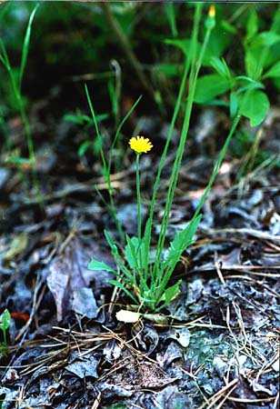 Dwarf Dandelion picture