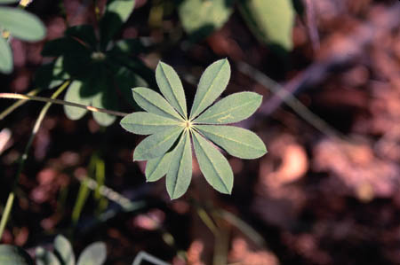 Wild Lupine picture