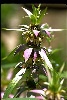 Horsemint picture