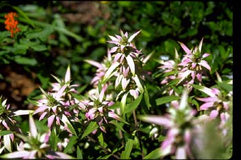 Horsemint picture