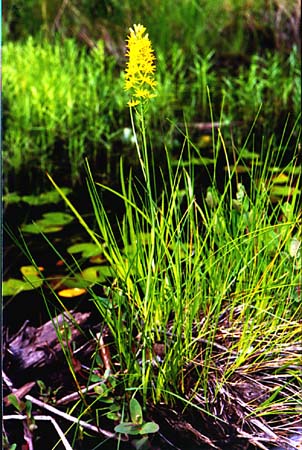 Bog-Asphodel picture