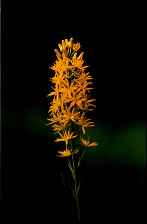 Bog-Asphodel picture