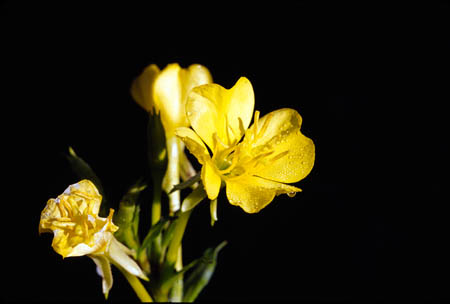 Common Evening-Primrose picture