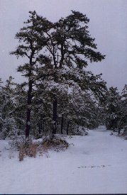 Pitch Pine picture