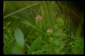 Cross-leaved Milkwort picture