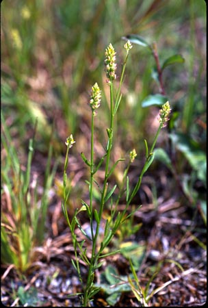 Nuttal's Milkwort