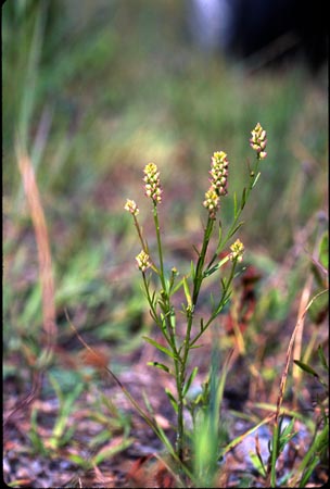 Nuttal's Milkwort picture