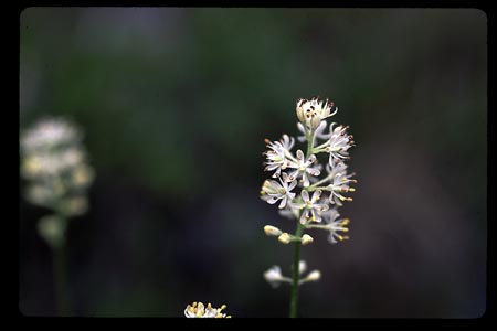 False Asphodel picture