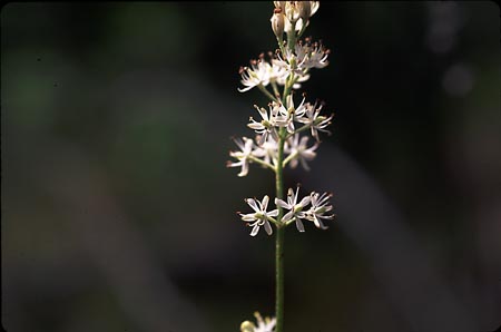 False Asphodel picture