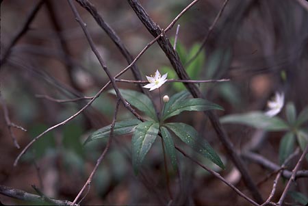 Stra-flower picture