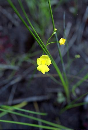 Fibrous Bladderwort picture