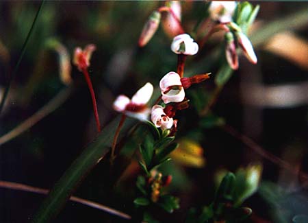 American Cranberry picture