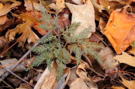 Cut-leaved Grape Fern, Botrychium dissectum