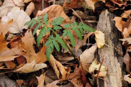 Cut-leaved Grape Fern, Botrychium dissectum