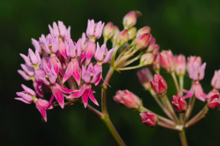 Red Milkweed, Asclepias rubra