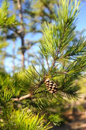 Scrub, Jersey or Virginia Pine, Pinus virginiana