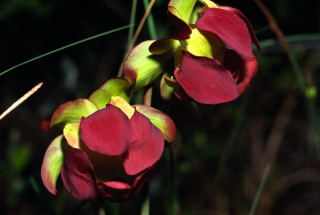 Pitcher Plant Blossom