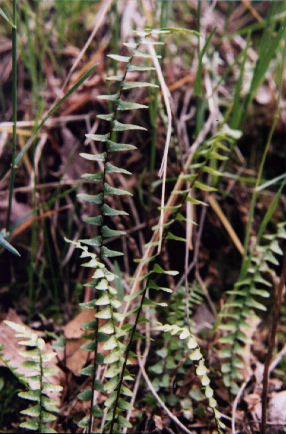 Ebony Spleenwort picture