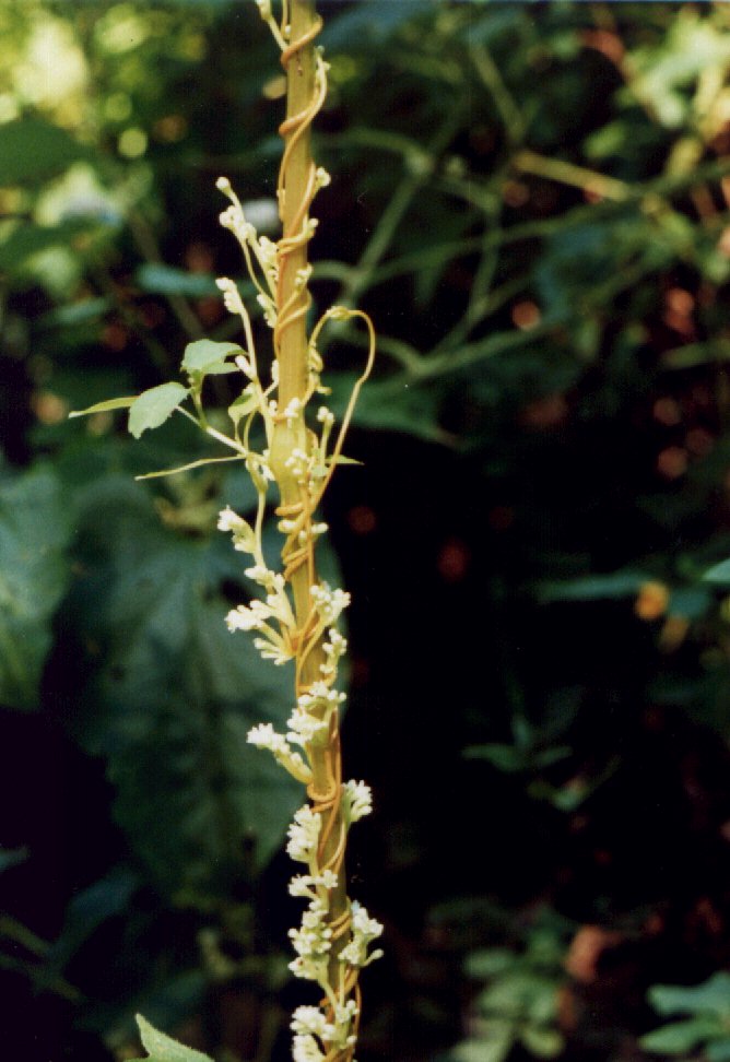 Cuscuta spp. picture