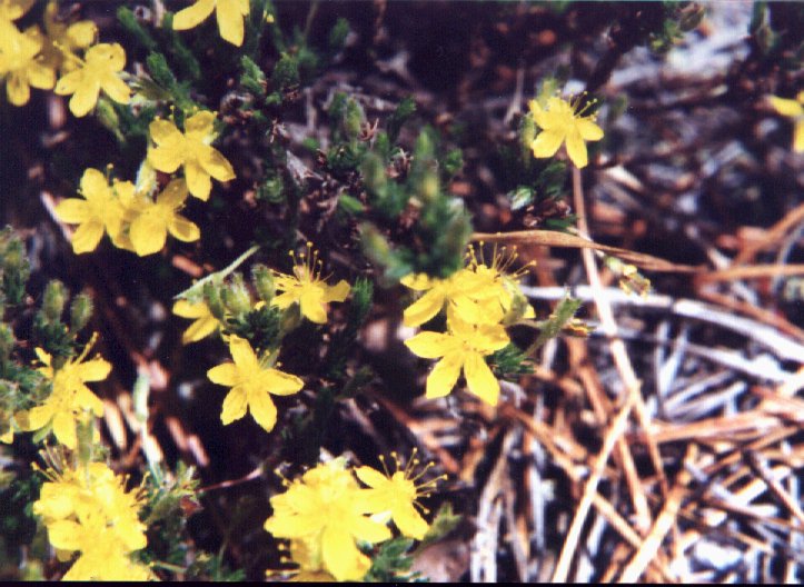 Golden Heather picture