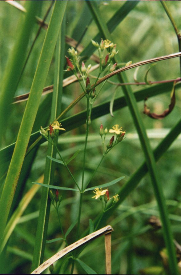 Canada St. John's-wort picture