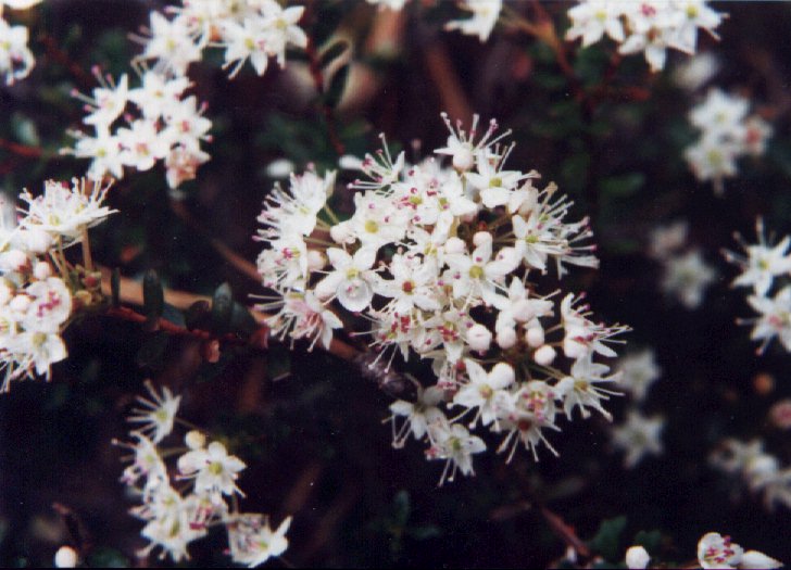 Sand-myrtle picture