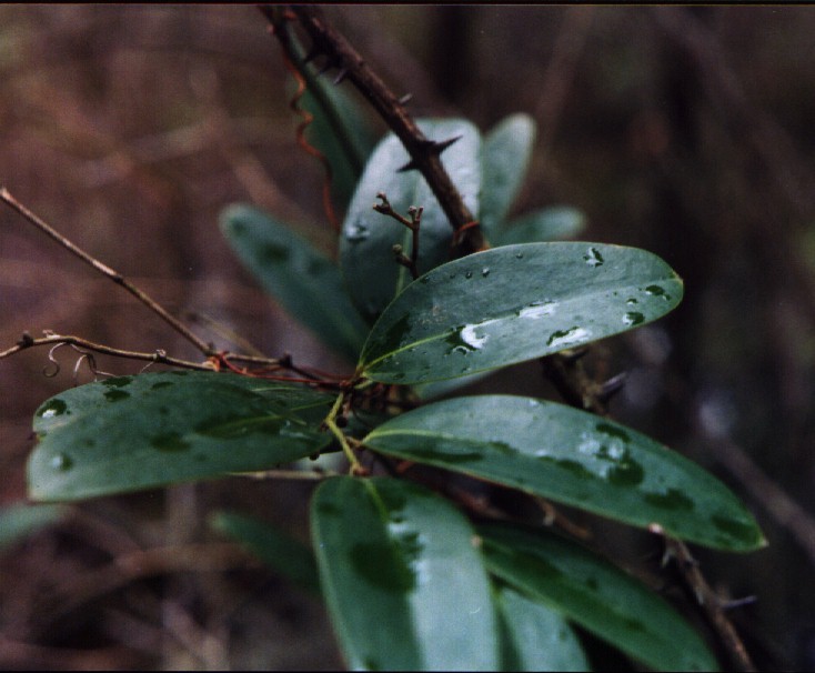 Laurel-leaved Greenbrier picture