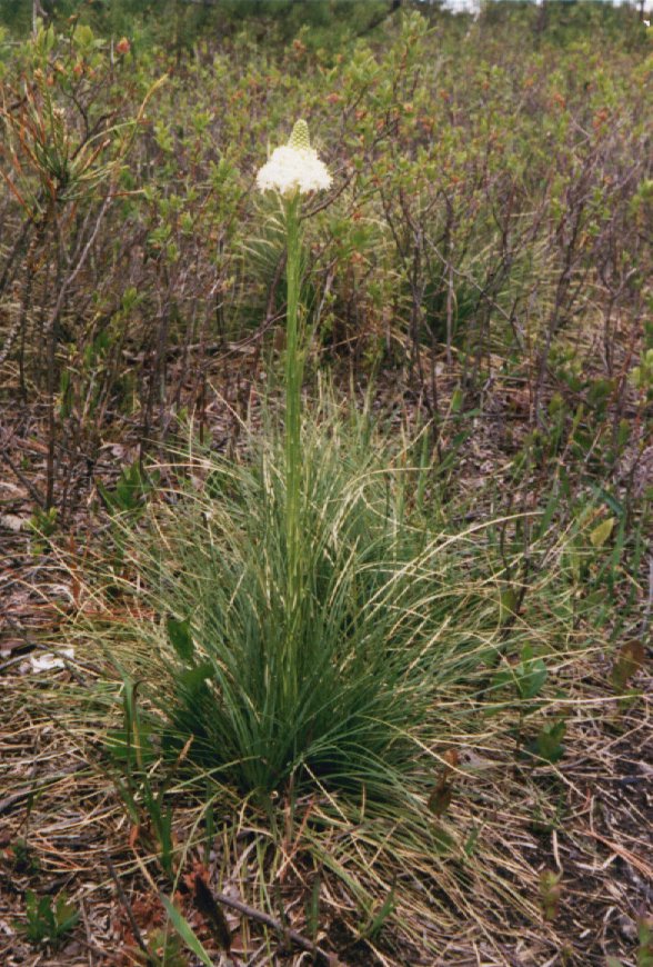 Picture of Turkeybeard