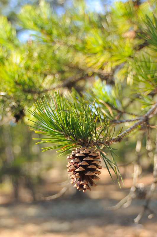 virginia pine