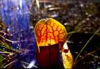 Pitcher-plant